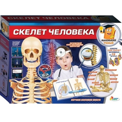 Набор для опытов Маленький ученый "Скелет человека"