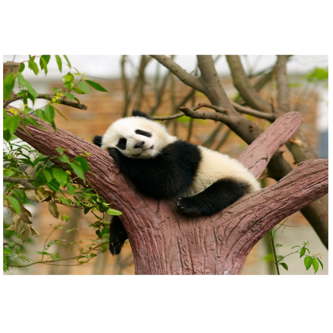Картина по номерам "Спящая панда" (30х40 см) ХК-0910