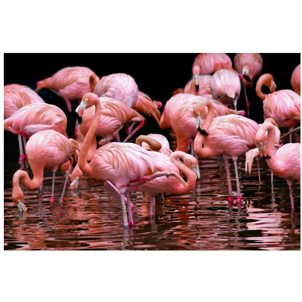 Картина по номерам "Стая фламинго" (18 цветов, 30х40 см) Х-9116