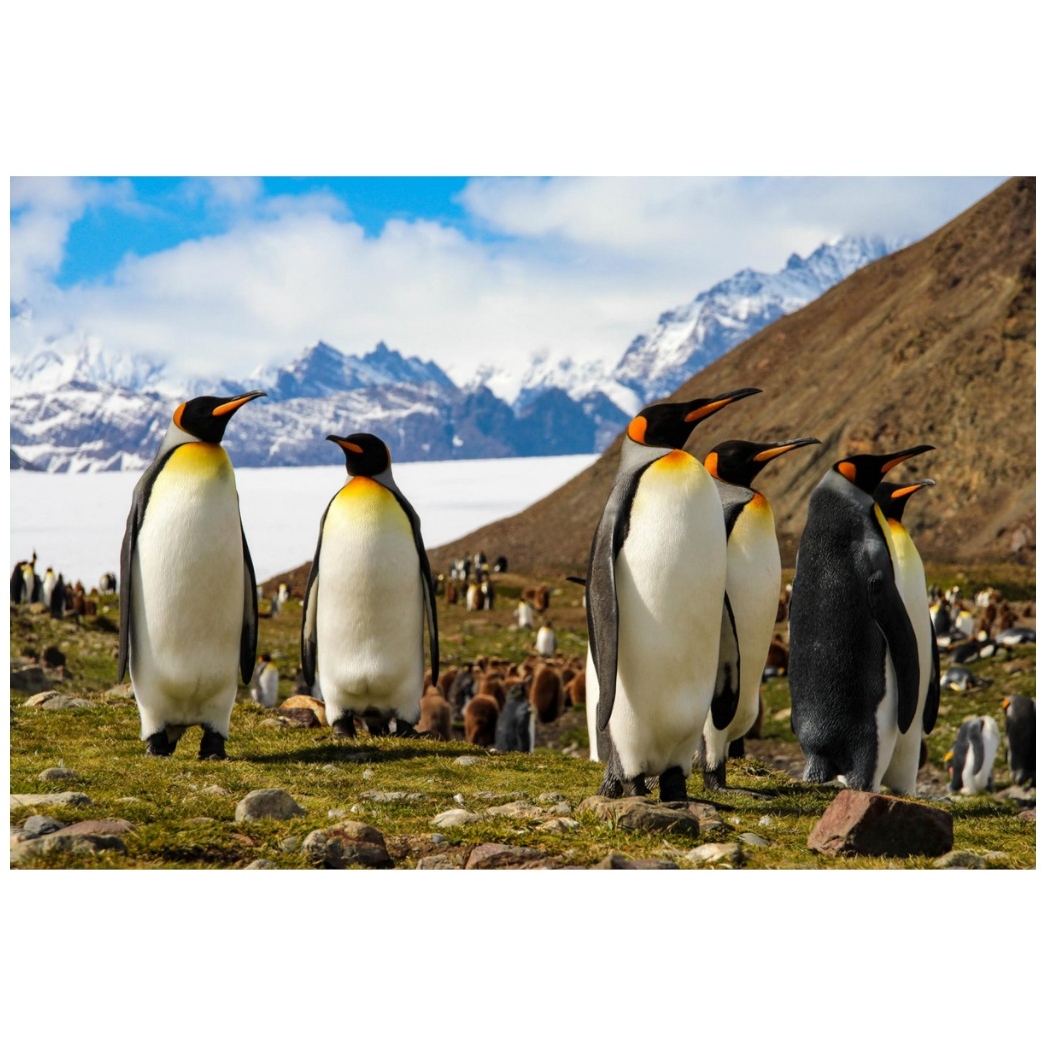 Картина по номерам "Королевские пингвины" (30х40 см) ХК-0911