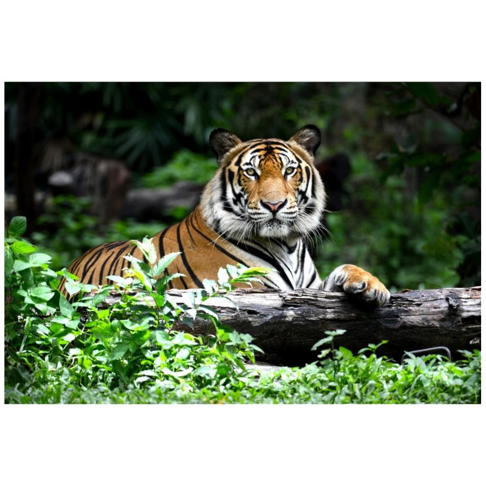 Картина по номерам "Могучий тигр" (30х40 см) ХК-0915