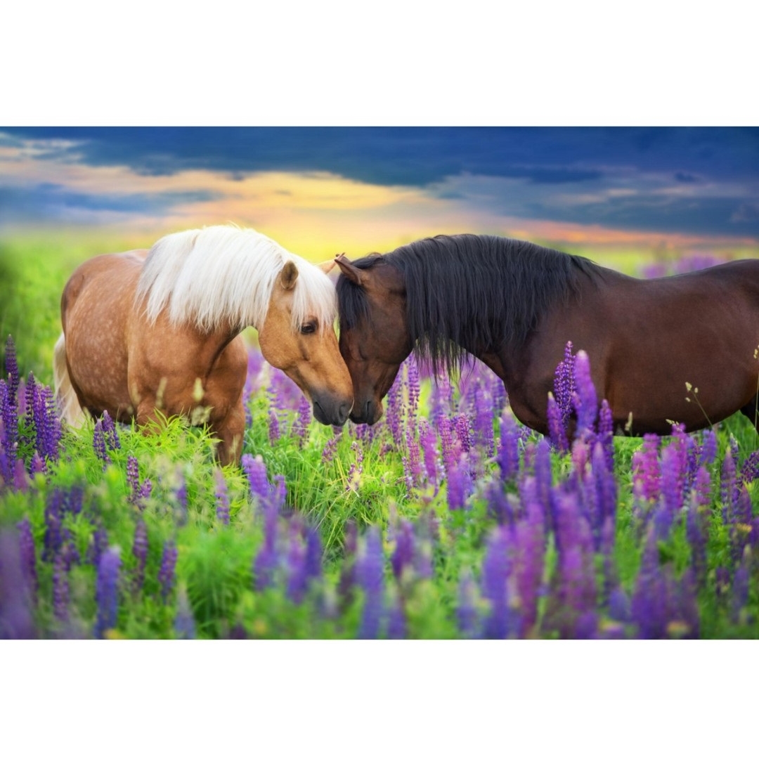 Холст с красками 30х40 см.(18цв) Романтичные лошади. ( Арт. ХК-0905) ХК-0905